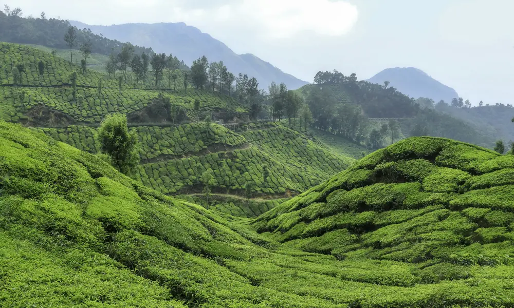 Tea plantation hills in Munnar, Kerala